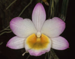 Carica l'immagine nel visualizzatore Galleria, Dendrobium crepidatum