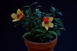 Load image into Gallery viewer, Dendrobium cuthbertsonii