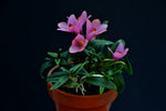 Load image into Gallery viewer, Dendrobium cuthbertsonii