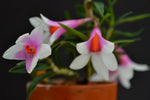 Load image into Gallery viewer, Dendrobium cuthbertsonii