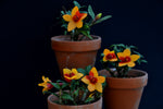 Load image into Gallery viewer, Dendrobium cuthbertsonii