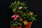 Load image into Gallery viewer, Dendrobium cuthbertsonii