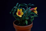Load image into Gallery viewer, Dendrobium cuthbertsonii