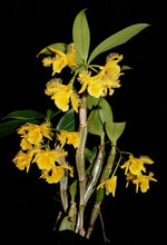 Carica l'immagine nel visualizzatore Galleria, Dendrobium harveyanum