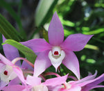 Carica l'immagine nel visualizzatore Galleria, Dendrobium hercoglossum