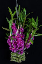 Carica l'immagine nel visualizzatore Galleria, Dendrobium hibiki