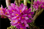 Carica l'immagine nel visualizzatore Galleria, Dendrobium hibiki