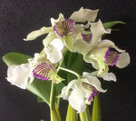 Carica l'immagine nel visualizzatore Galleria, Dendrobium (macrophyllum x atroviolaceum) x rhodostictum