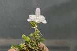 Carica l'immagine nel visualizzatore Galleria, Dendrobium moniliforme Yuuten 幽天