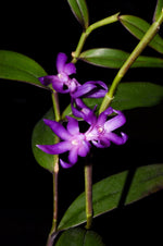 Carica l'immagine nel visualizzatore Galleria, Dendrobium ostrinum