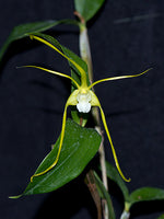 Carica l'immagine nel visualizzatore Galleria, Dendrobium tetragonum var. alba