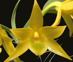 Carica l'immagine nel visualizzatore Galleria, Dendrobium trigonopus