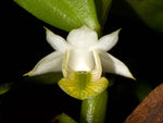 Carica l'immagine nel visualizzatore Galleria, Dendrobium trinervium