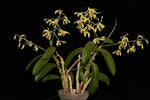 Carica l'immagine nel visualizzatore Galleria, Dendrobium venustum