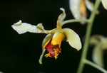 Carica l'immagine nel visualizzatore Galleria, Dendrobium venustum