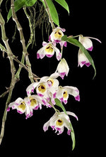 Carica l'immagine nel visualizzatore Galleria, Dendrobium wardianum