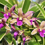 Carica l'immagine nel visualizzatore Galleria, Dendrobium Burana Sundae (variegata)