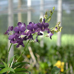 Carica l'immagine nel visualizzatore Galleria, Dendrobium Thai Airwage Blue