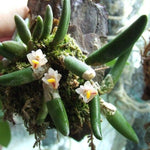 Carica l'immagine nel visualizzatore Galleria, Dendrobium lichenastrum