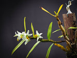 Carica l'immagine nel visualizzatore Galleria, Dendrobium scabrilingue