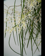 Carica l'immagine nel visualizzatore Galleria, Dendrobium teretifolium