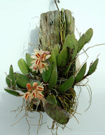 Carica l'immagine nel visualizzatore Galleria, Dendrobium rigidum