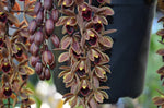 Carica l'immagine nel visualizzatore Galleria, Cymbidium Devon Railway 'Geyserland'