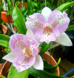 Carica l'immagine nel visualizzatore Galleria, Diacattleya Chantilly Lace 'Twinkle' (C. El Dorado Splash x Diacm. bicornutum)
