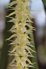 Carica l'immagine nel visualizzatore Galleria, Diaphananthe fragrantissima