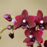Carica l'immagine nel visualizzatore Galleria, Dtps. Liu's Little Rainbow 'Black Pearl'