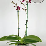 Carica l'immagine nel visualizzatore Galleria, Dtps. Liu's Little Rainbow 'Black Pearl'