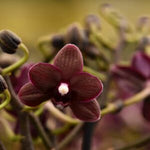 Carica l'immagine nel visualizzatore Galleria, Dtps. Liu's Little Rainbow 'Black Pearl'