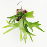Carica l'immagine nel visualizzatore Galleria, Platycerium bifurcatum