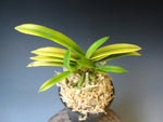 Carica l'immagine nel visualizzatore Galleria, Neofinetia falcata 'Kinyuko' 금유황 金幽晃