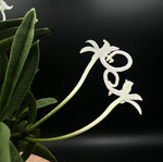Carica l'immagine nel visualizzatore Galleria, Neofinetia falcata 'Kinginrasha' 金銀羅紗