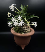 Carica l'immagine nel visualizzatore Galleria, Neofinetia falcata 'Kinginrasha' 金銀羅紗