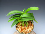 Carica l'immagine nel visualizzatore Galleria, Neofinetia falcata 'Onami Seikai' 대파청해 大波青海