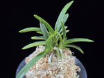 Carica l'immagine nel visualizzatore Galleria, Neofinetia falcata 'Suminagashi' 묵류 墨流