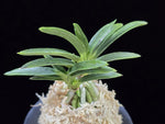 Carica l'immagine nel visualizzatore Galleria, Neofinetia falcata 'Suminagashi' 묵류 墨流