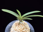 Carica l'immagine nel visualizzatore Galleria, Neofinetia falcata 'Gahouden' 아보전 雅宝殿