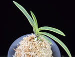 Carica l'immagine nel visualizzatore Galleria, Neofinetia falcata 'Gahouden' 아보전 雅宝殿