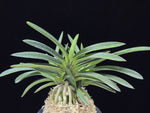 Carica l'immagine nel visualizzatore Galleria, Neofinetia falcata 'Amami Sumi' 엄미묵 奄美墨