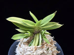 Carica l'immagine nel visualizzatore Galleria, Neofinetia falcata 'Okjam' 옥잠 玉簪