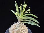 Carica l'immagine nel visualizzatore Galleria, Neofinetia falcata 'Tamakoro' 옥향로 玉香爐