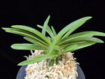 Carica l'immagine nel visualizzatore Galleria, Neofinetia falcata 'Wonhong' 원홍 元紅