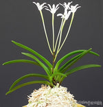 Carica l'immagine nel visualizzatore Galleria, Neofinetia falcata 'Ryusei' 유성 流星