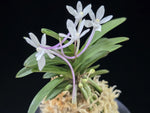 Carica l'immagine nel visualizzatore Galleria, Neofinetia falcata 'Tenkobai' 천홍매 天紅梅