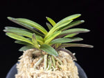 Carica l'immagine nel visualizzatore Galleria, Neofinetia falcata 'Hanryeo' 한려 閑麗