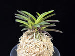 Carica l'immagine nel visualizzatore Galleria, Neofinetia falcata 'Hanryeo' 한려 閑麗