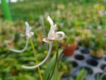Carica l'immagine nel visualizzatore Galleria, Neofinetia falcata 'Benihichou' 홍비접 紅飛蝶